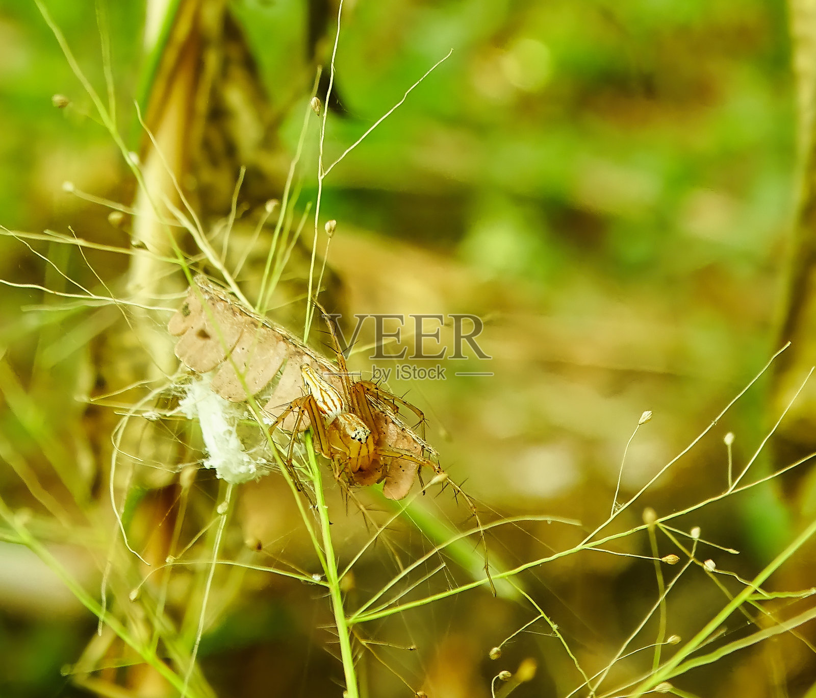 猞猁蜘蛛正在守护着它的卵巢照片摄影图片