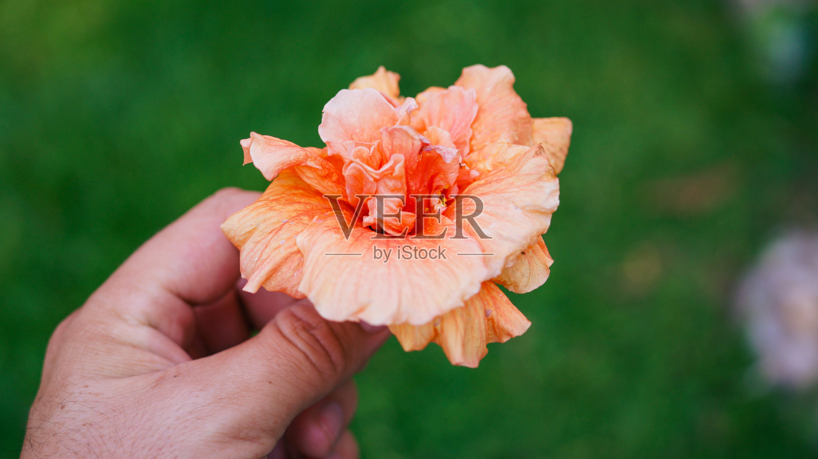 用花装饰的照片摄影图片