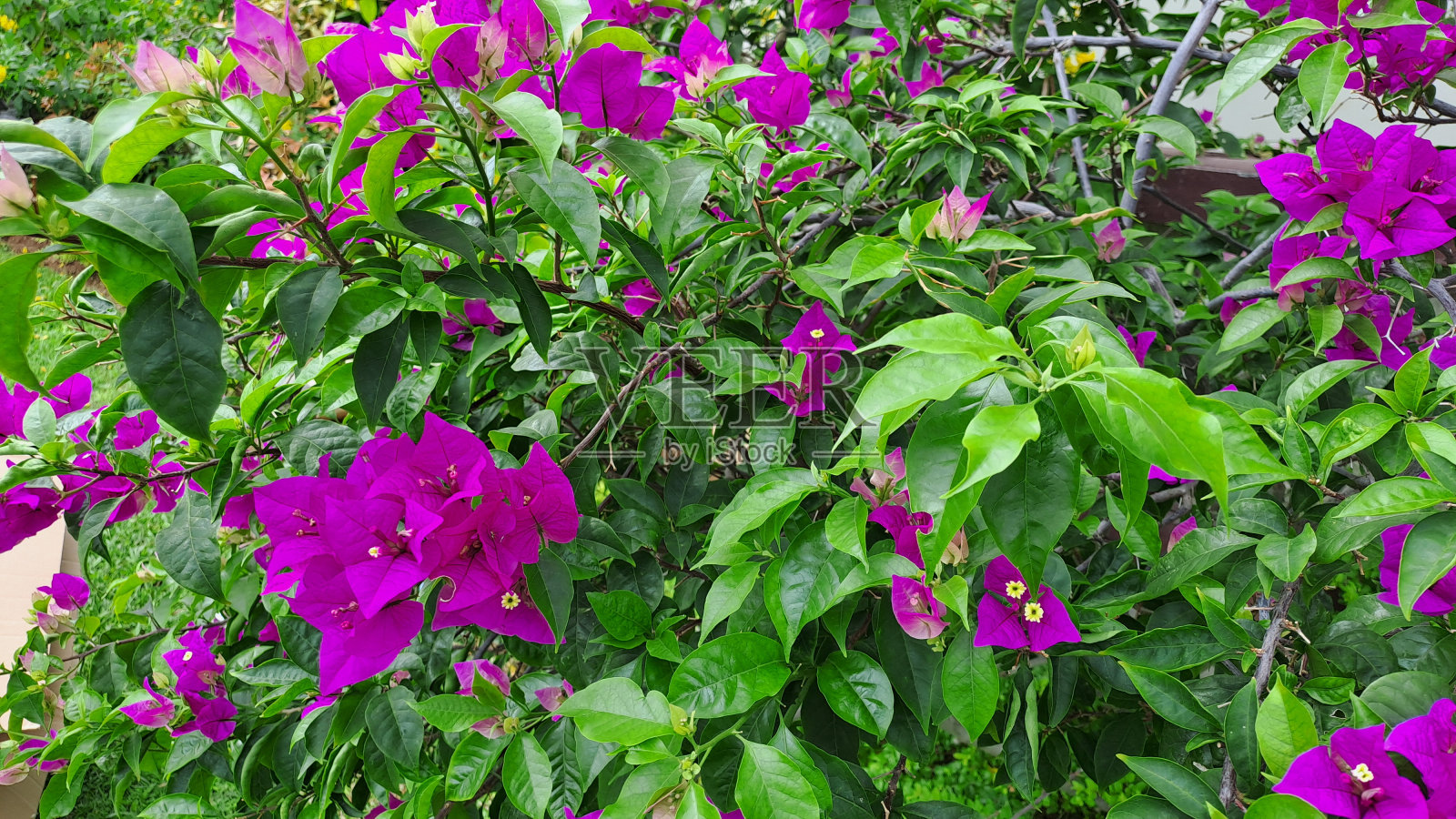 美丽的三角梅,纸花为自然背景照片摄影图片