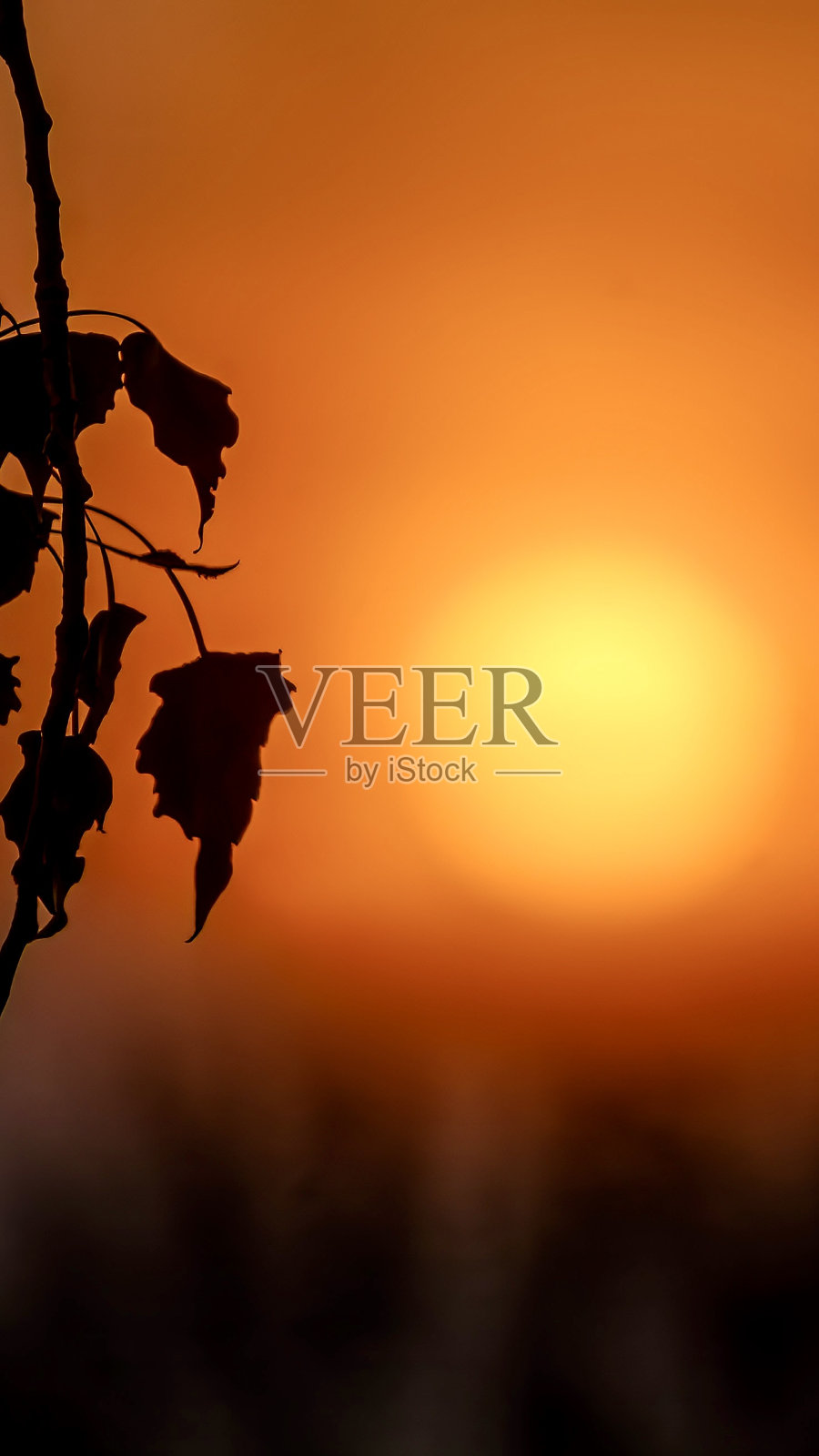 金色太阳剪影日落照片摄影图片