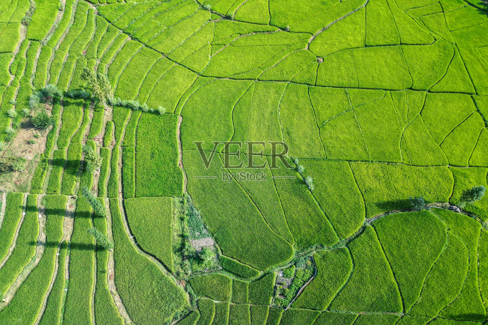 从空中俯瞰,印度克什米尔一片生机勃勃的绿色田野,天空下的草地上有小路照片摄影图片
