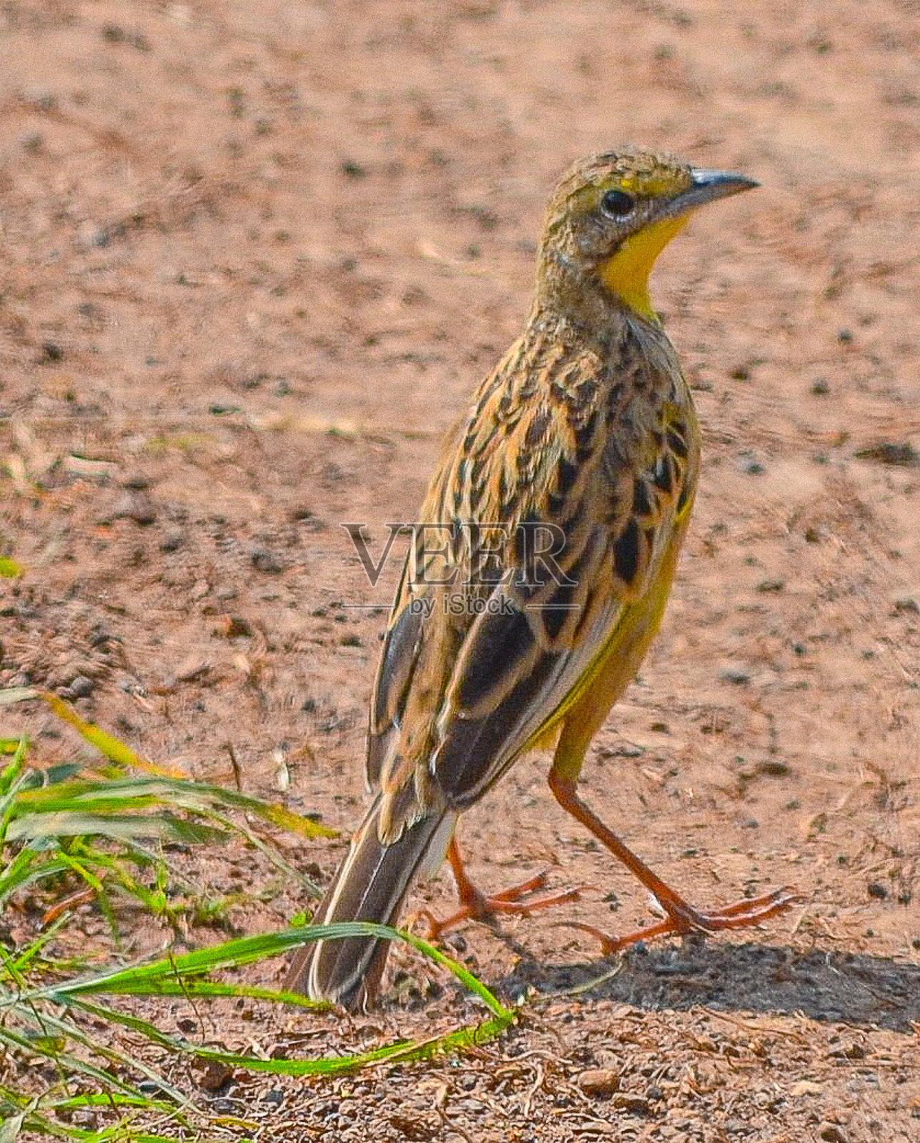 内罗毕国家公园的鸟类生活照片摄影图片