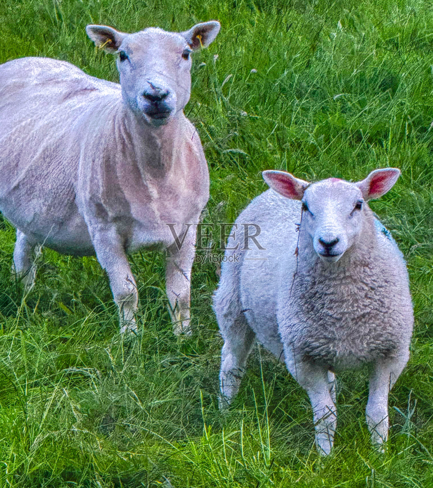 国家动物照片摄影图片