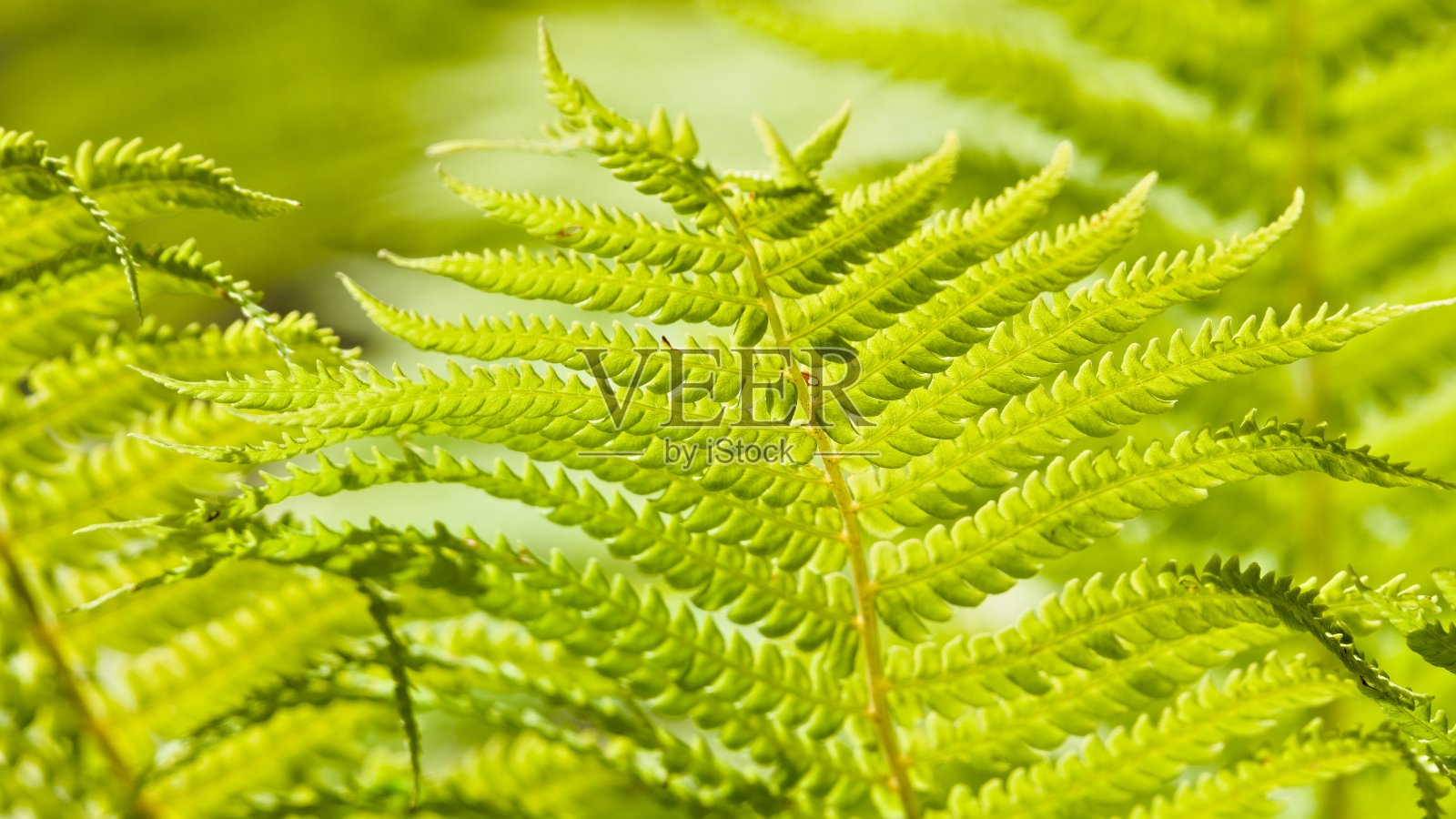 水蛭科又名蕨类植物。来自捷克共和国森林的普通植物。照片摄影图片