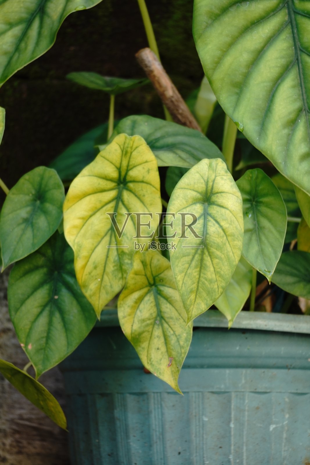 木篱笆上美丽的树叶照片摄影图片