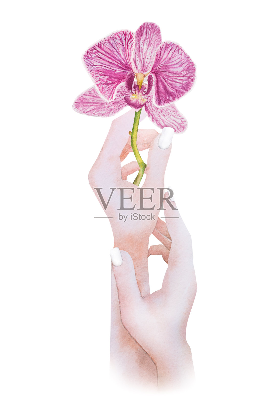 水彩插图粉红色兰花花在女性手中,手绘插画图片素材