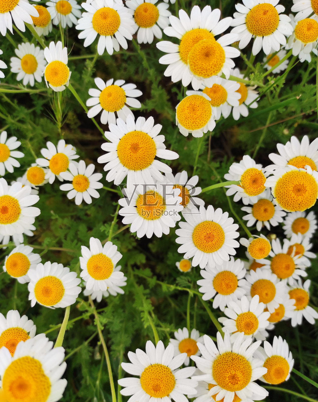 黛西照片摄影图片