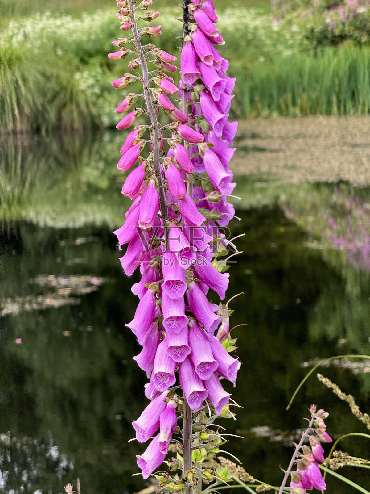 毛地黄照片摄影图片