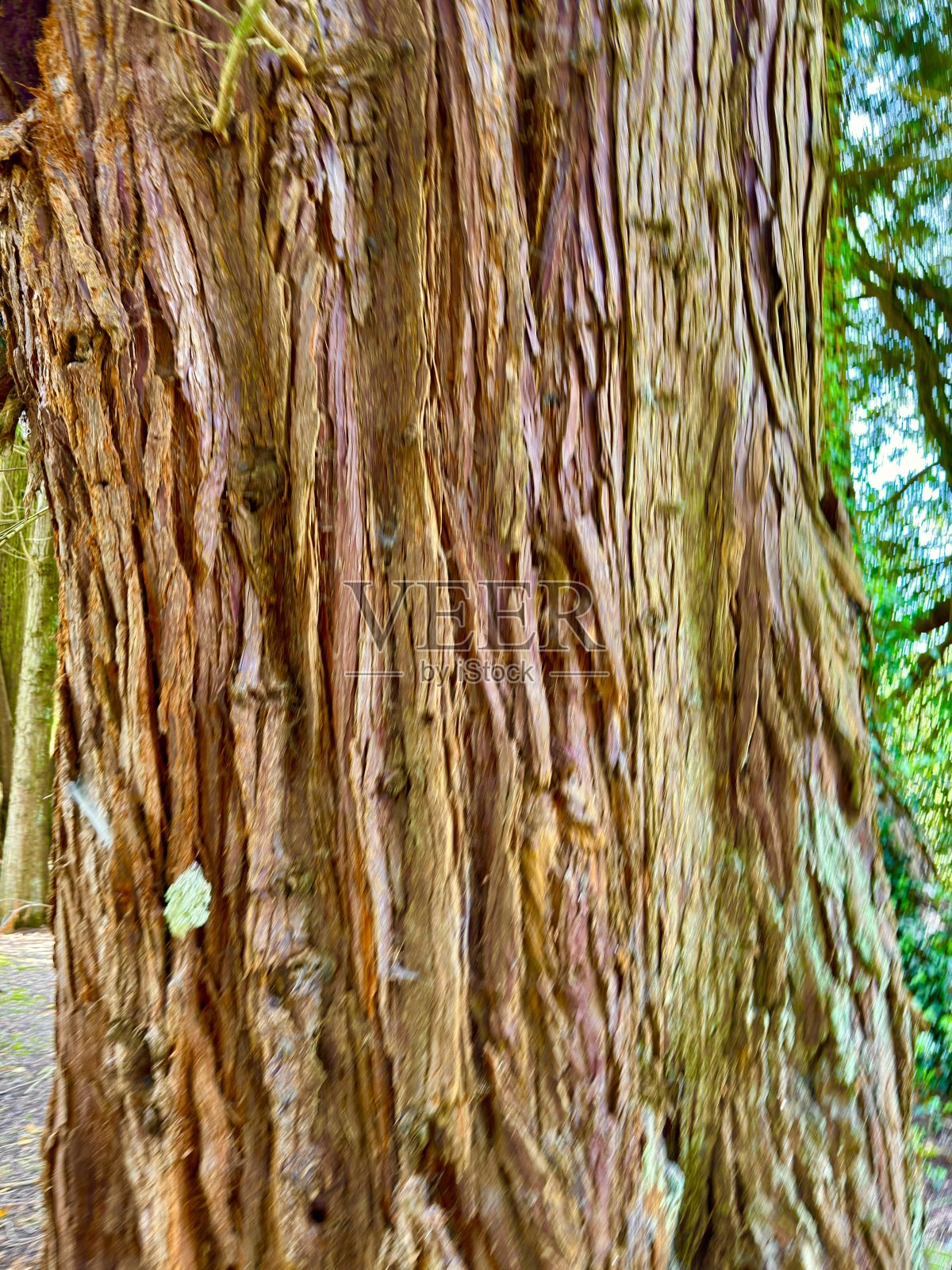 海岸红杉照片摄影图片