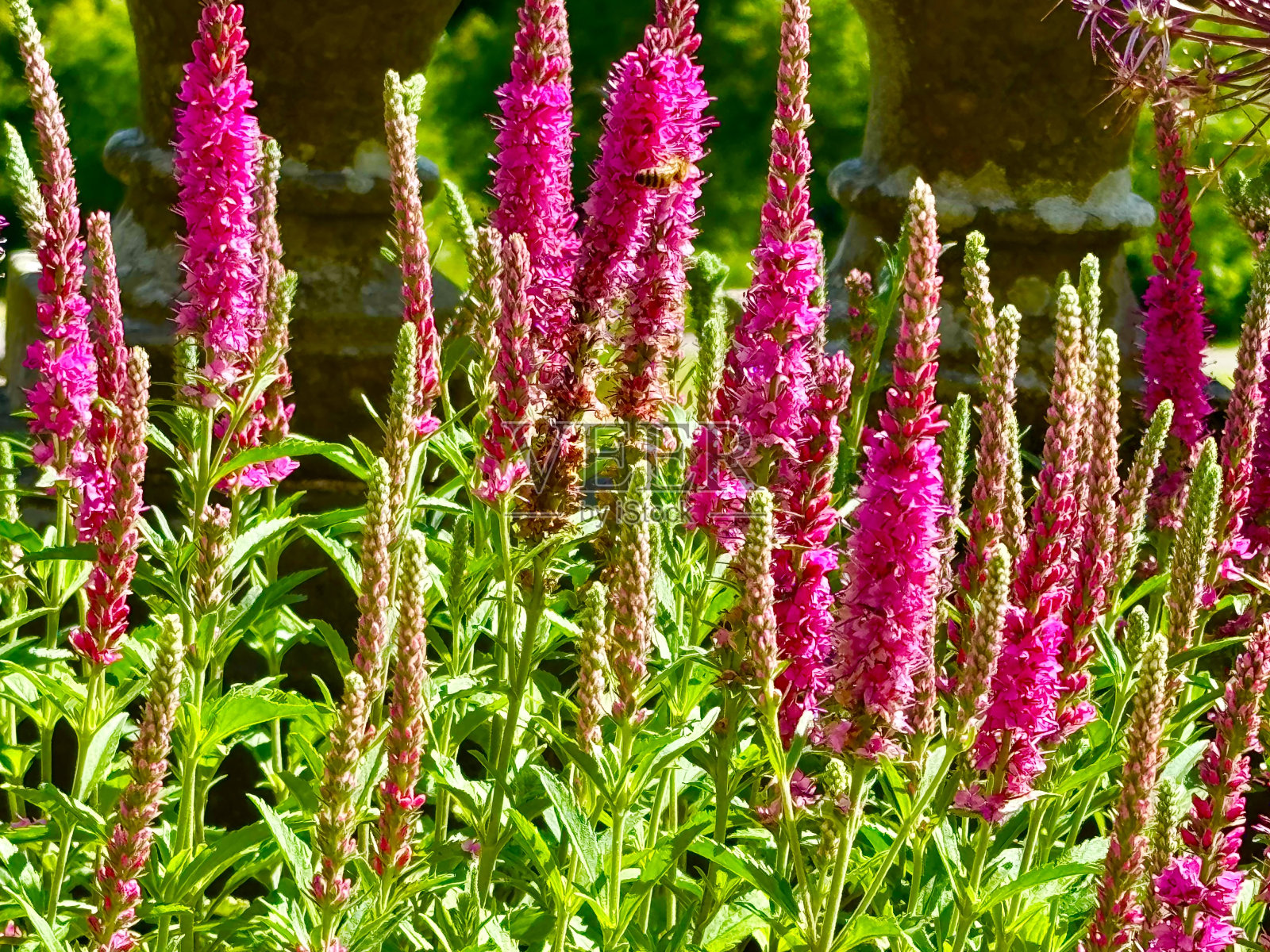 飙升婆婆纳属的植物照片摄影图片