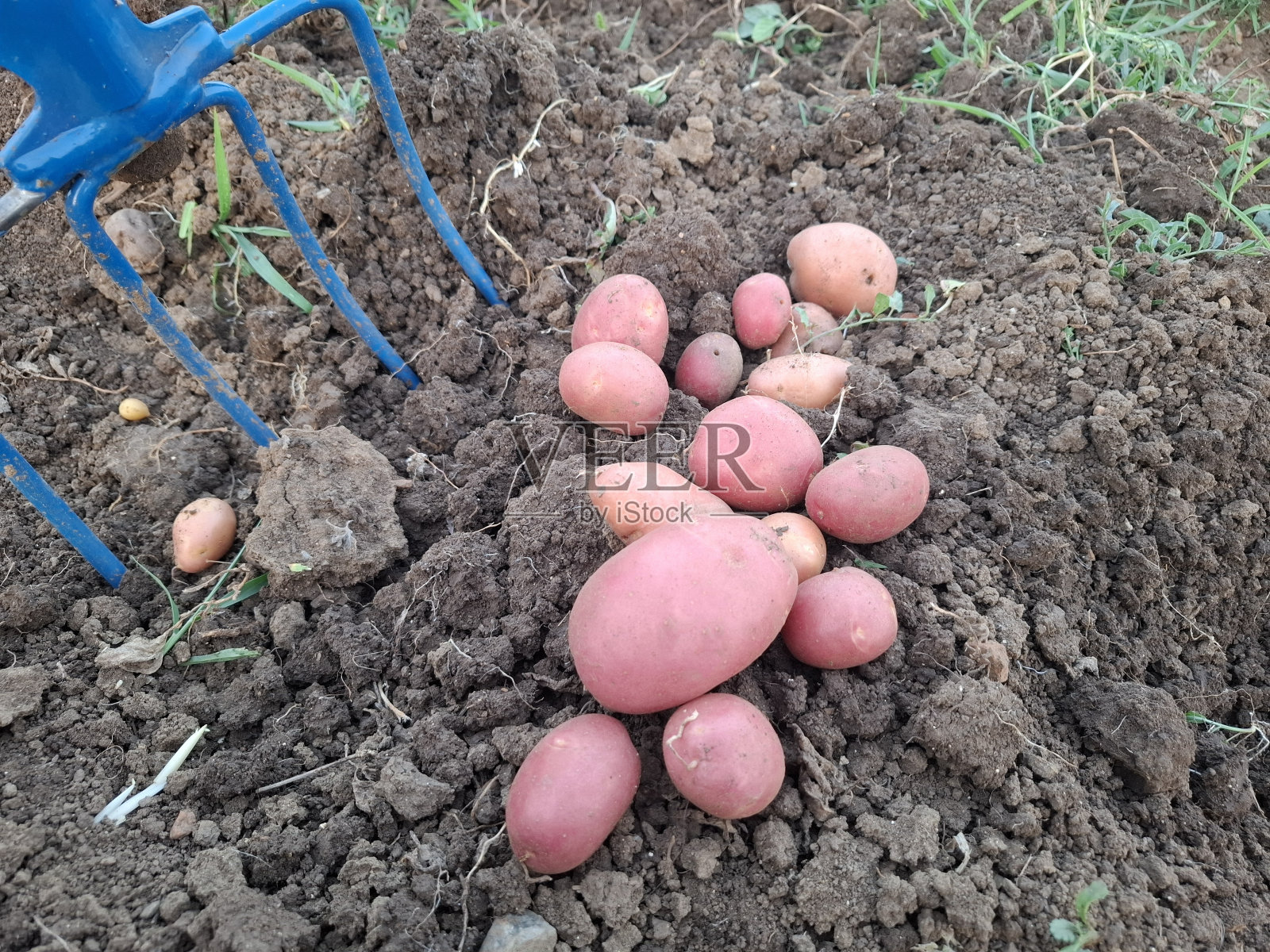 园艺叉子和地上的土豆照片摄影图片