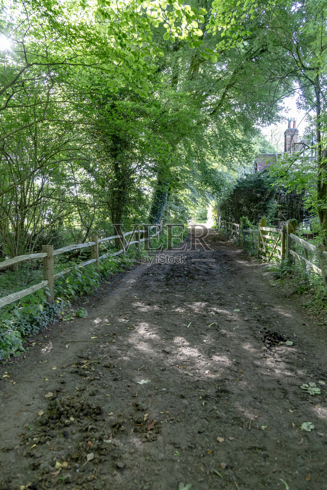 英格兰萨里郡的林地小径照片摄影图片