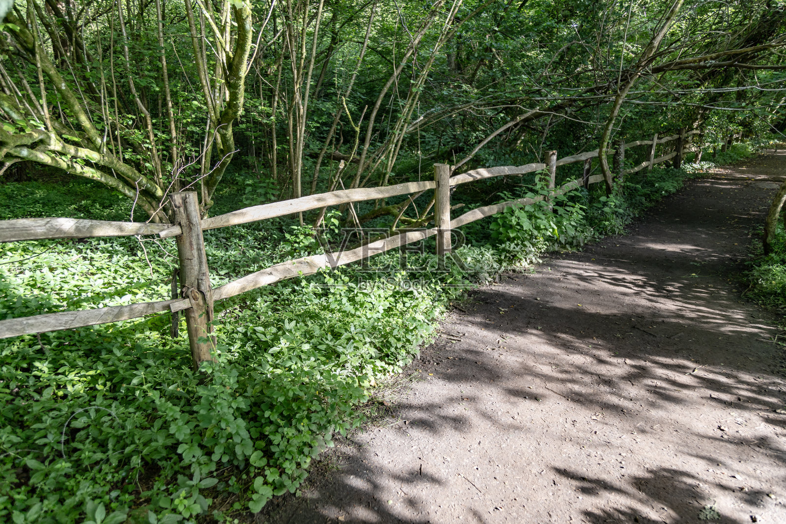 英格兰萨里郡的林地小径照片摄影图片