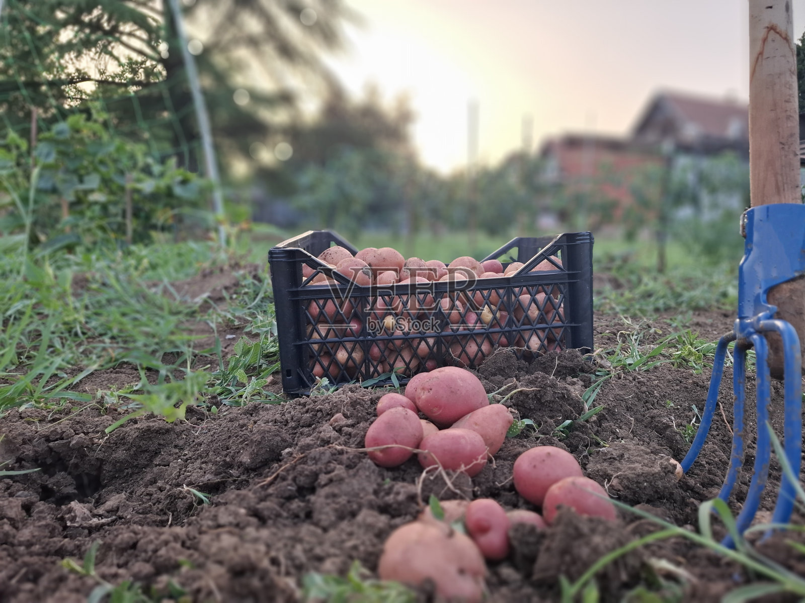 土豆放在花园里地上的篮子里照片摄影图片