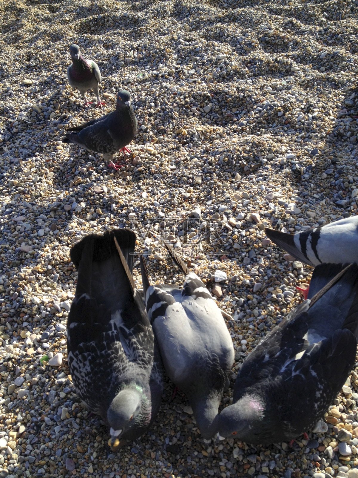 海滩上的鸽子照片摄影图片