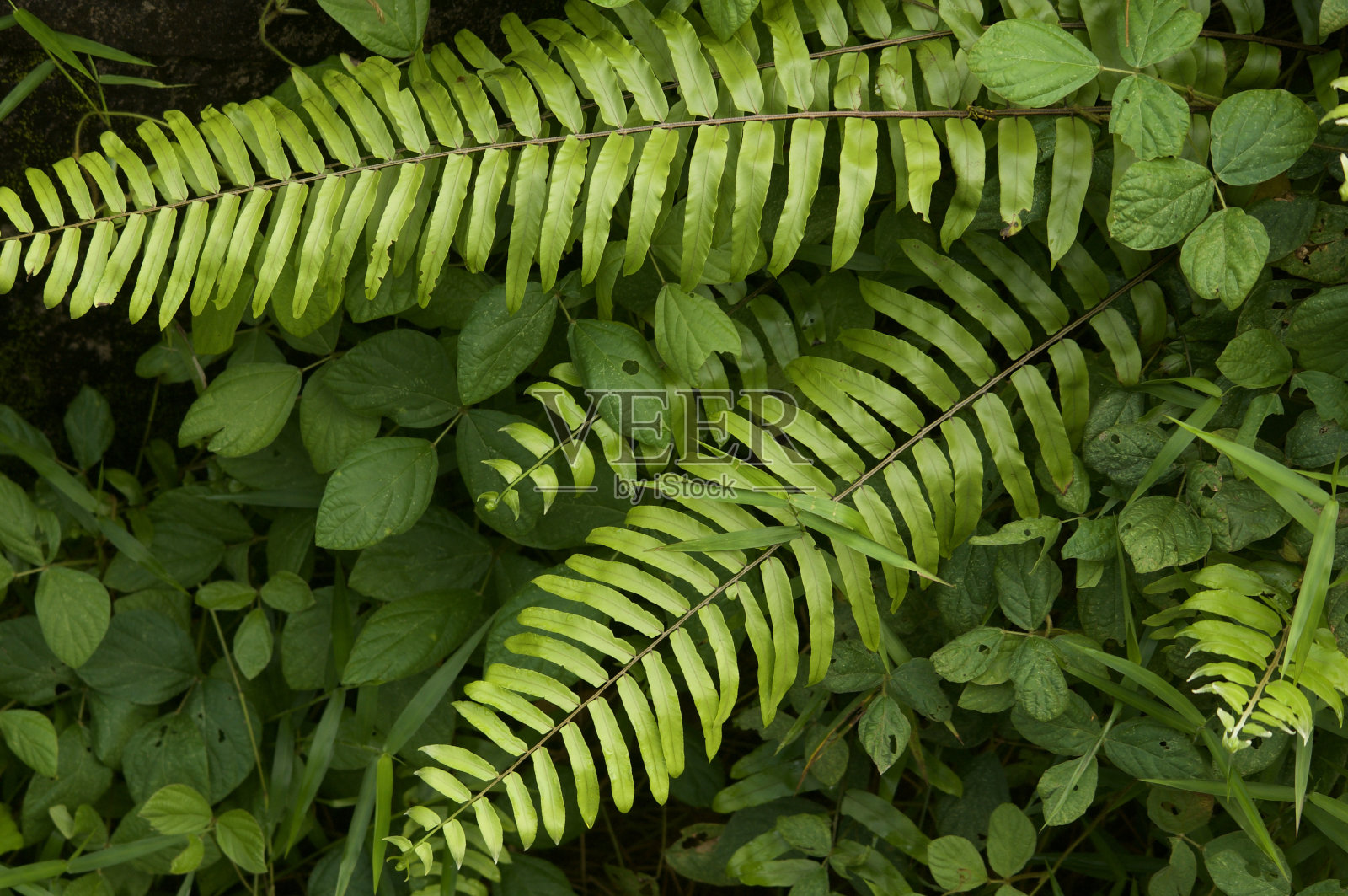 辛基尔泥炭沼泽照片摄影图片