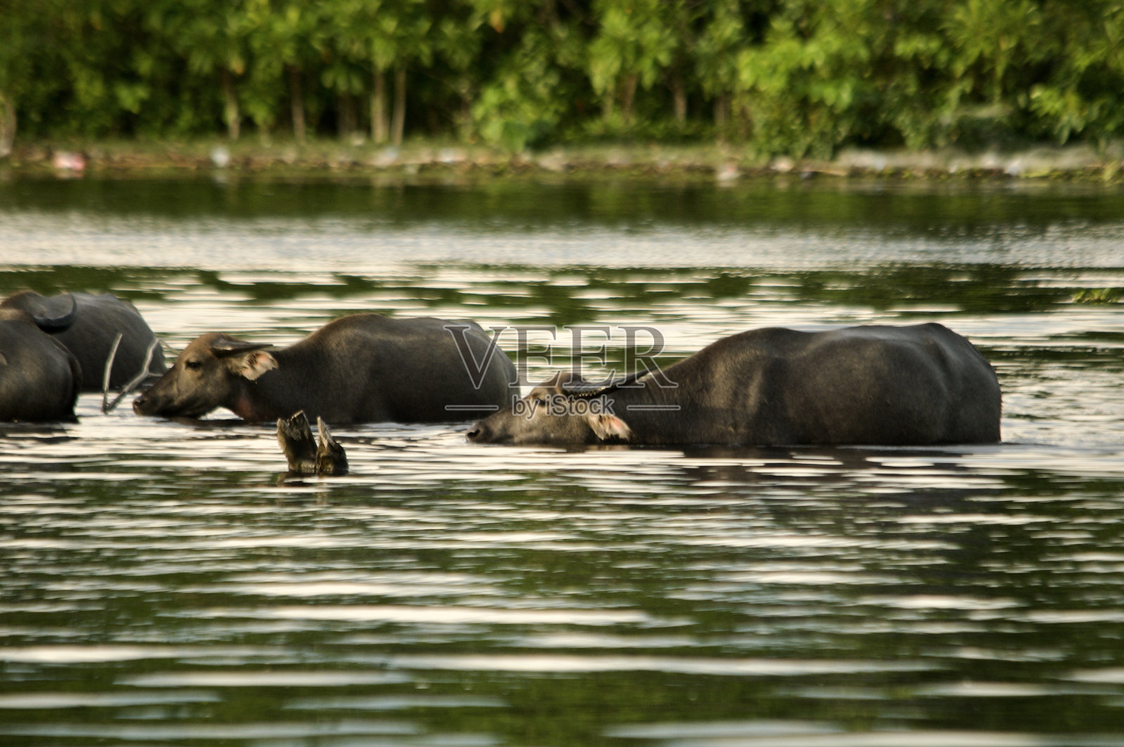 沼泽水牛照片摄影图片
