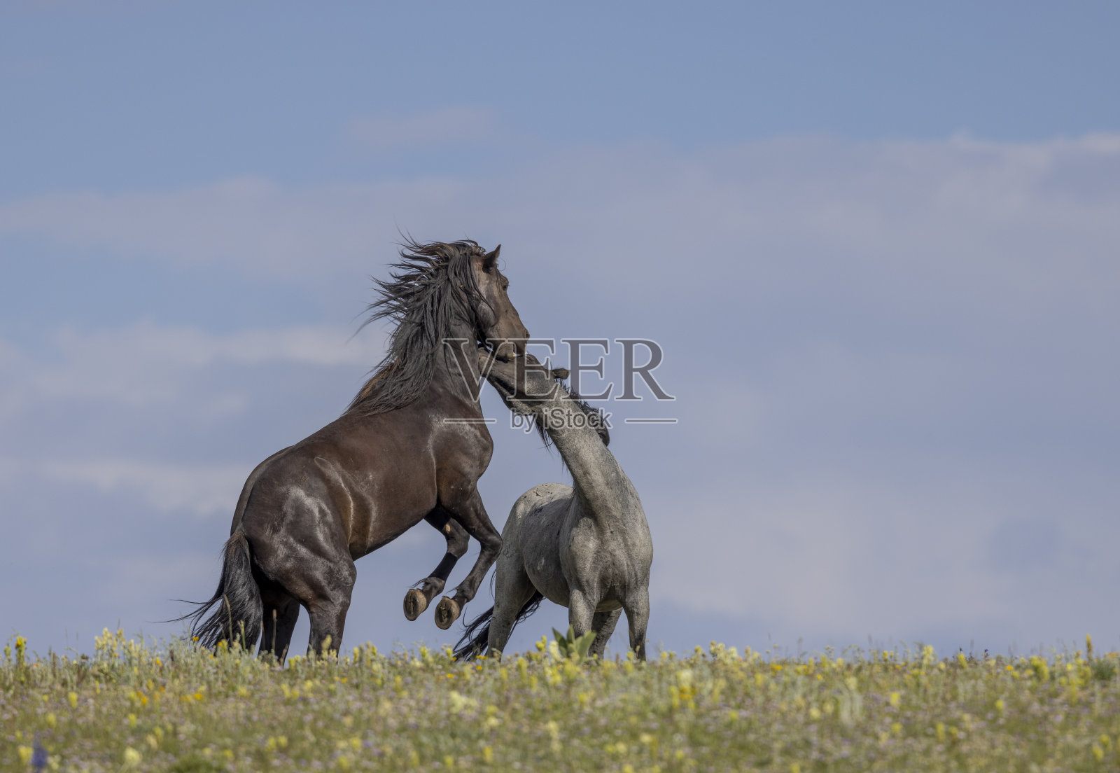 夏天,蒙大拿普赖尔山脉的野马种马在战斗照片摄影图片