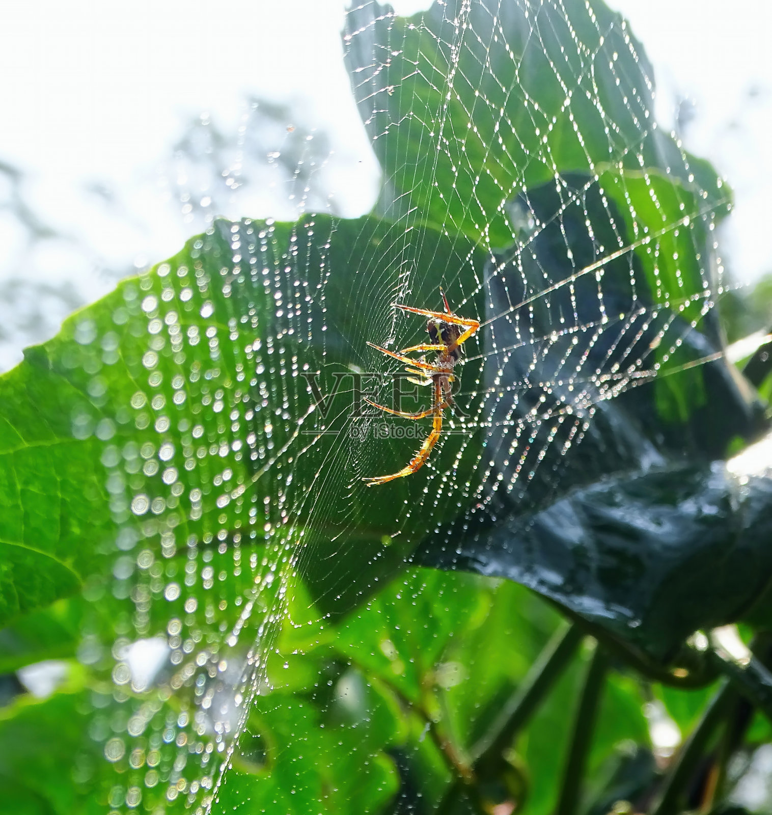 在阳光照耀的树叶间的蜘蛛网里被捕捉到照片摄影图片