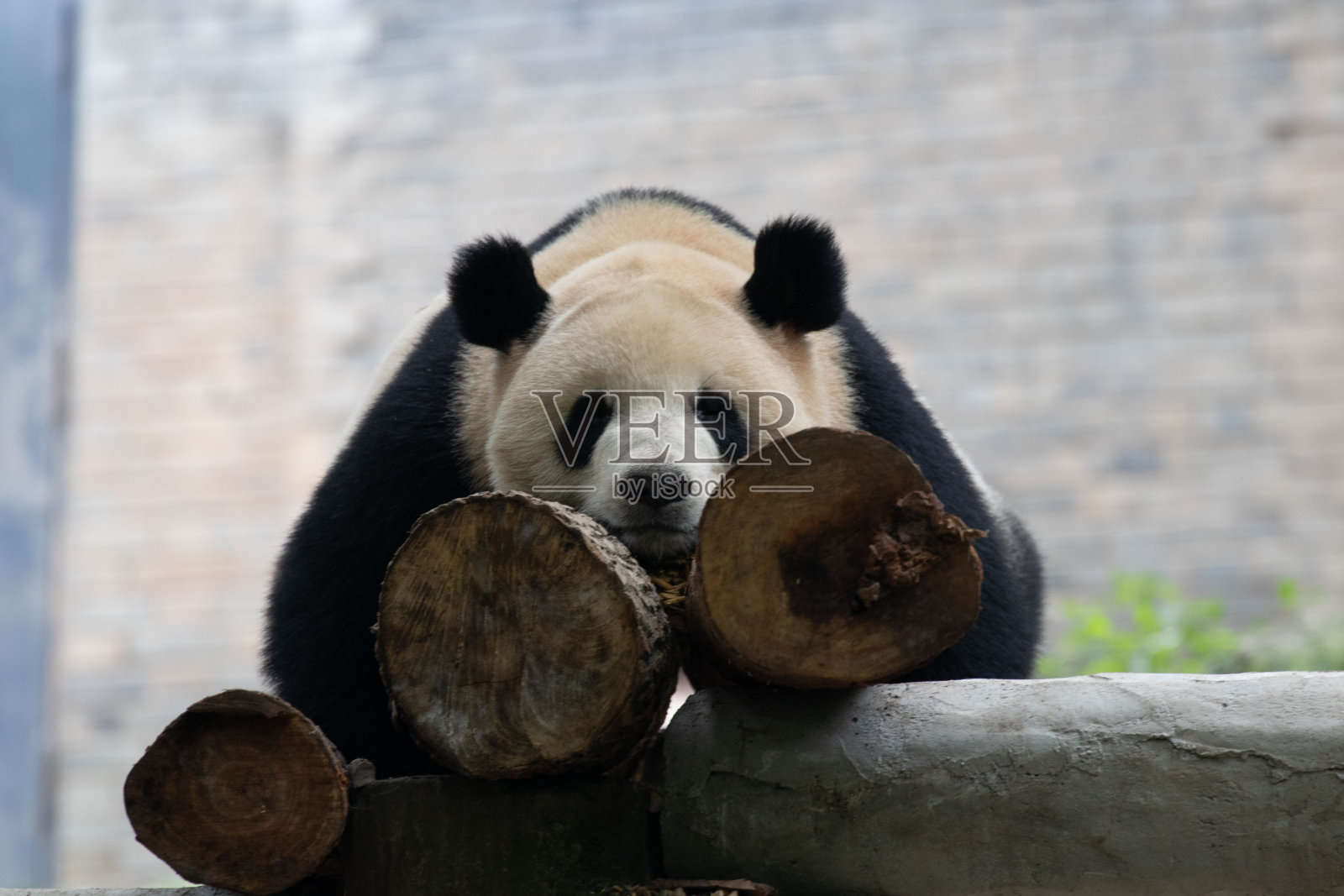 沉睡的熊猫特写,中国照片摄影图片