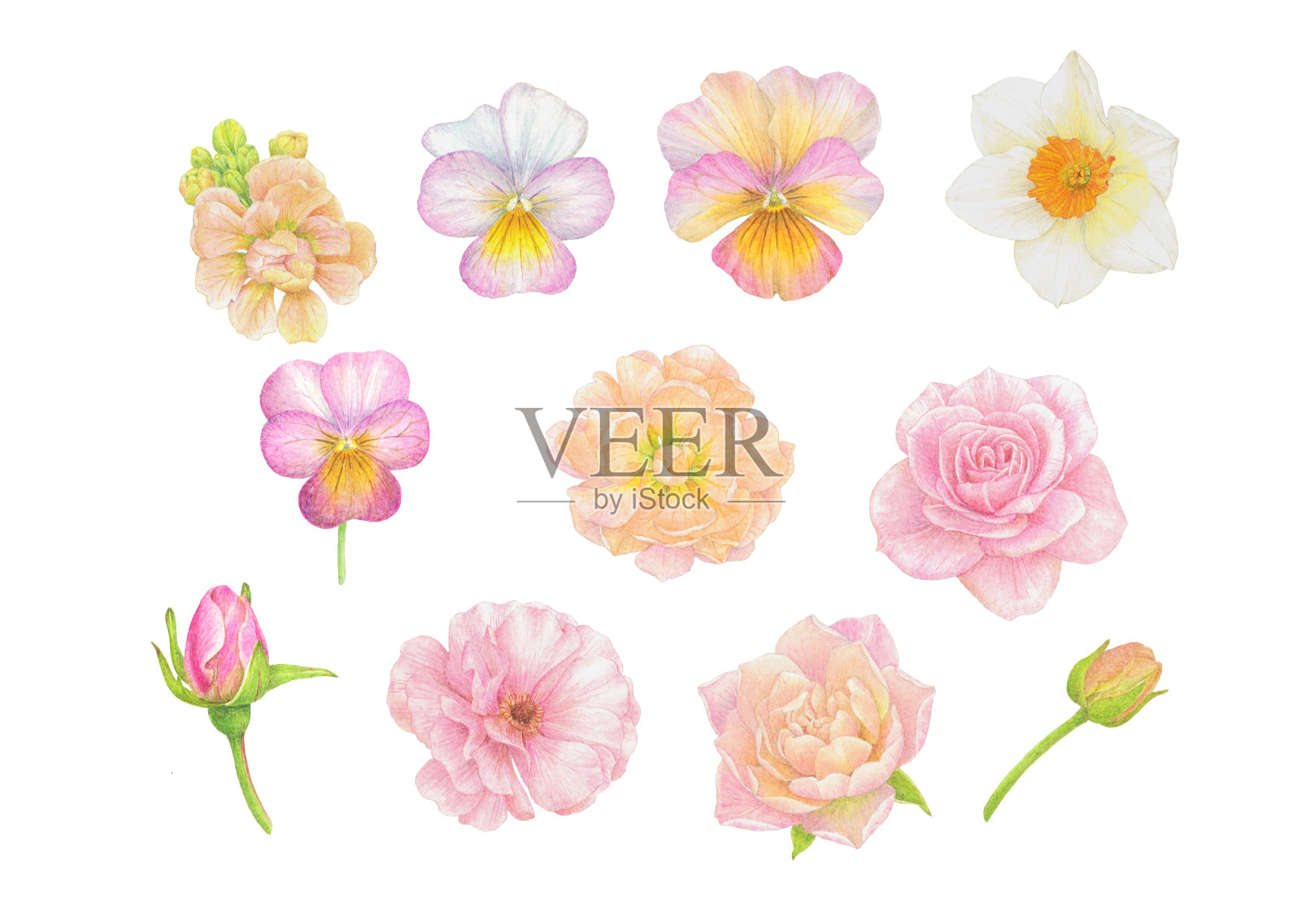 花朵合集插画图片素材