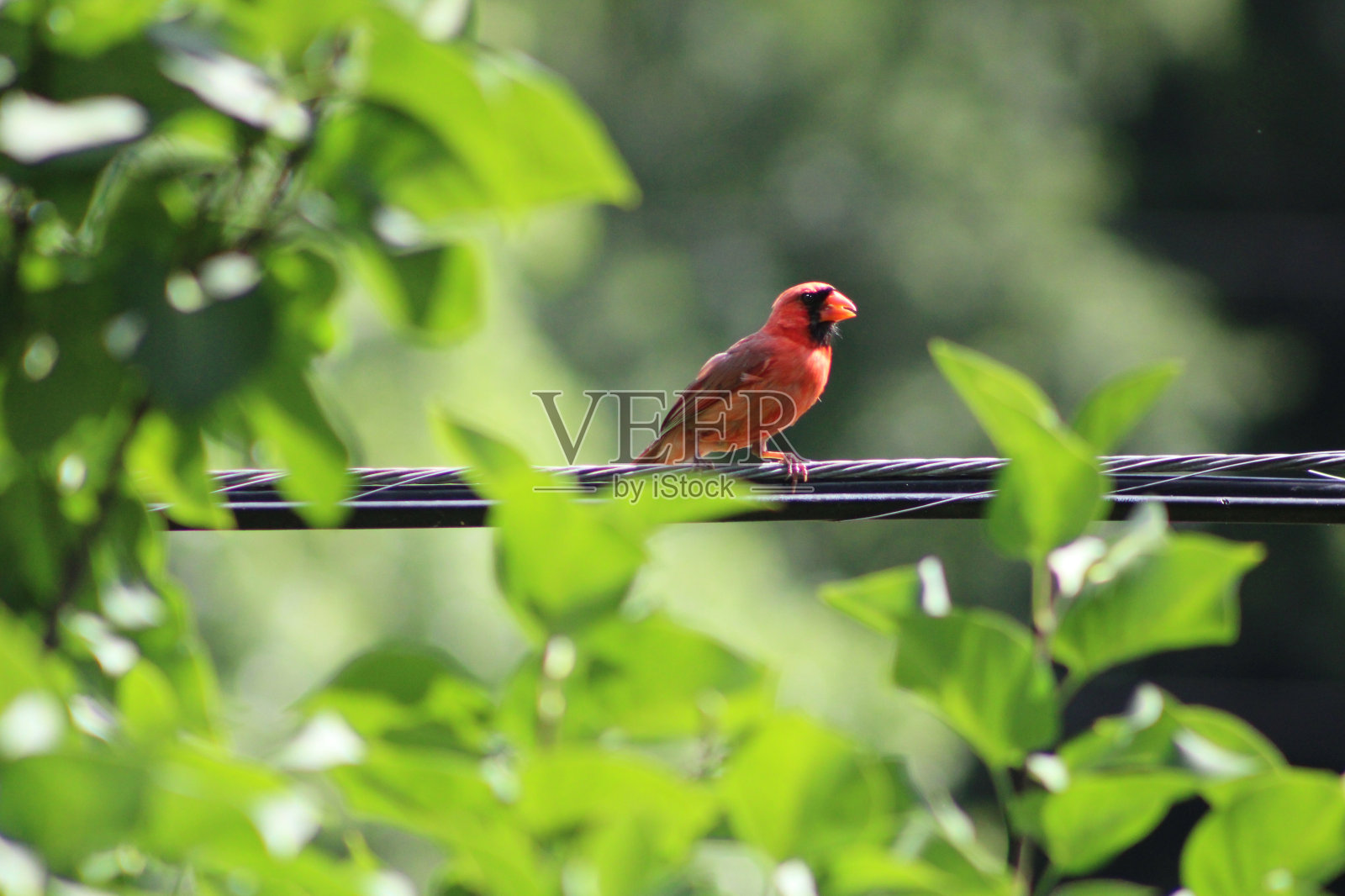 后院的电线上挂着鲜红的红衣主教照片摄影图片