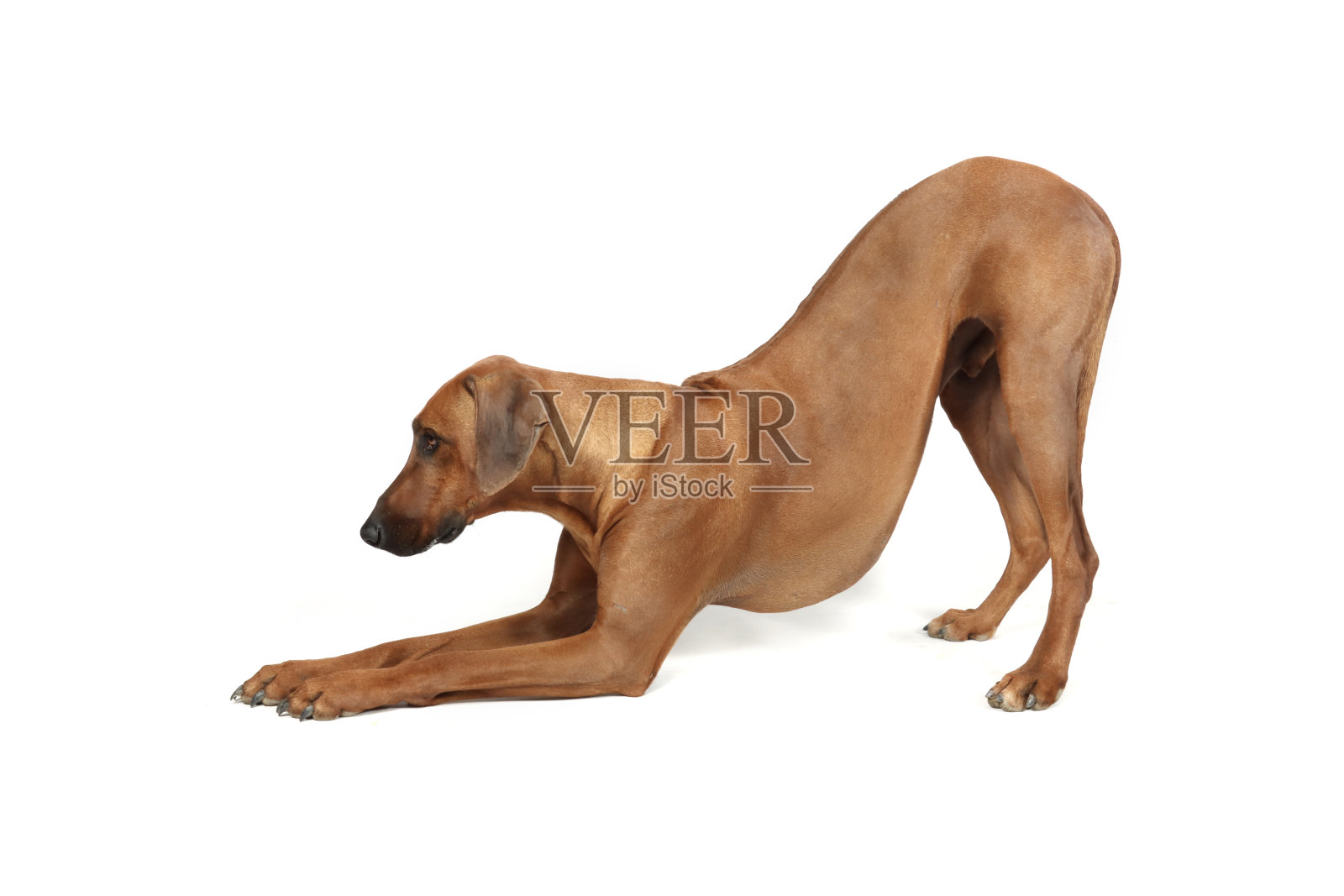 罗德西亚照片摄影图片