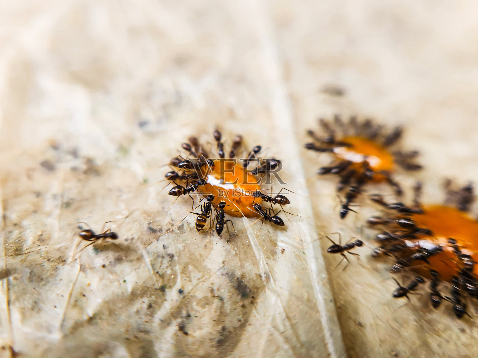 蚂蚁吃蜜滴照片摄影图片