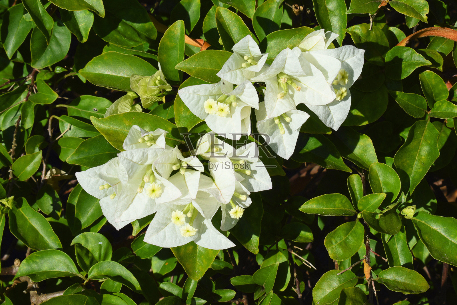 白色九重葛,产自泰国照片摄影图片