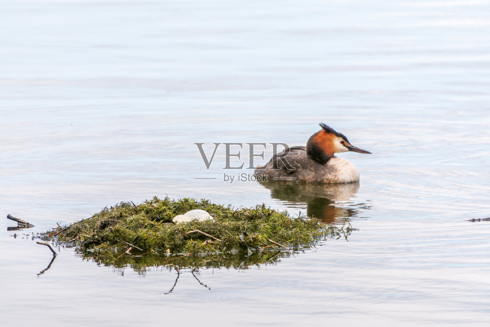水鸟大冠Grebe带着蛋在鸟巢附近的湖里游泳照片摄影图片