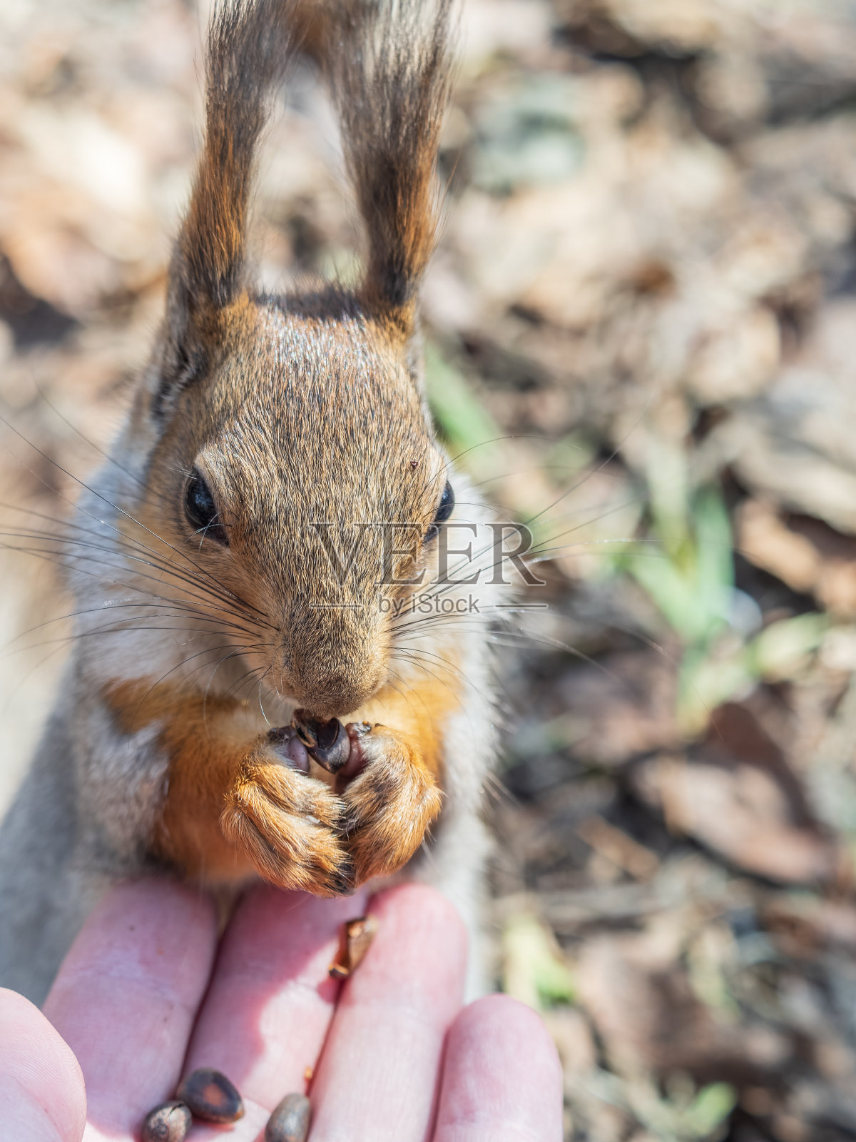 春天或秋天,松鼠会吃人类手中的坚果。欧亚红松鼠,学名Sciurus vulgaris照片摄影图片