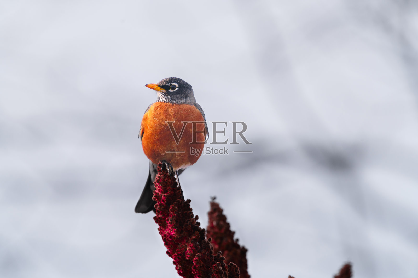 敏锐的观察者照片摄影图片