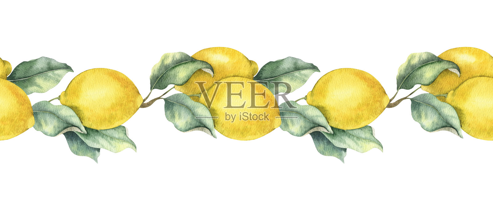 柠檬枝上有果实和叶子。孤立的手绘水彩无缝边界。热带柑橘类水果的旗帜。设计菜单,包装,化妆品,纺织品,卡片插画图片素材