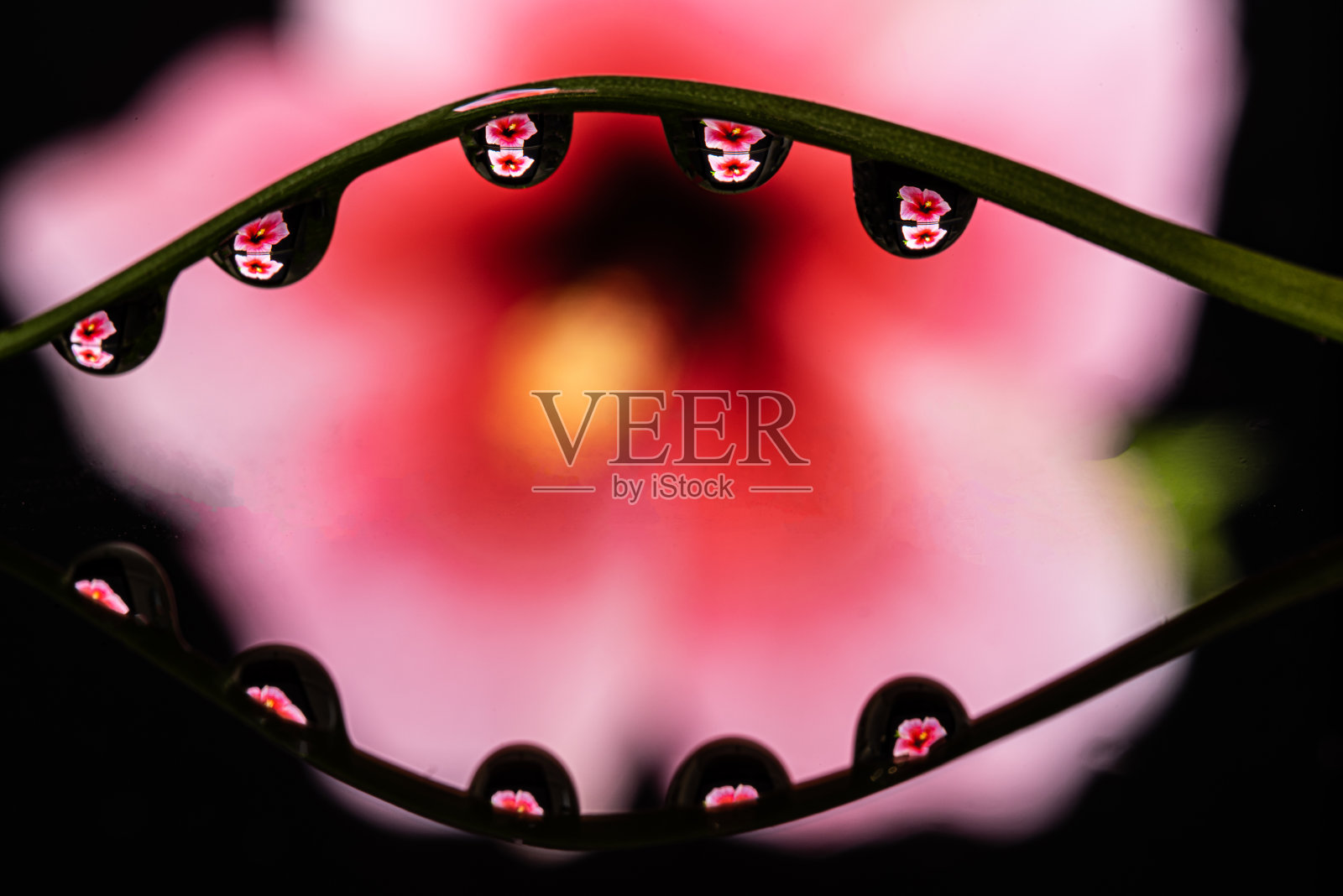 内部反射花朵的宏观水滴照片摄影图片