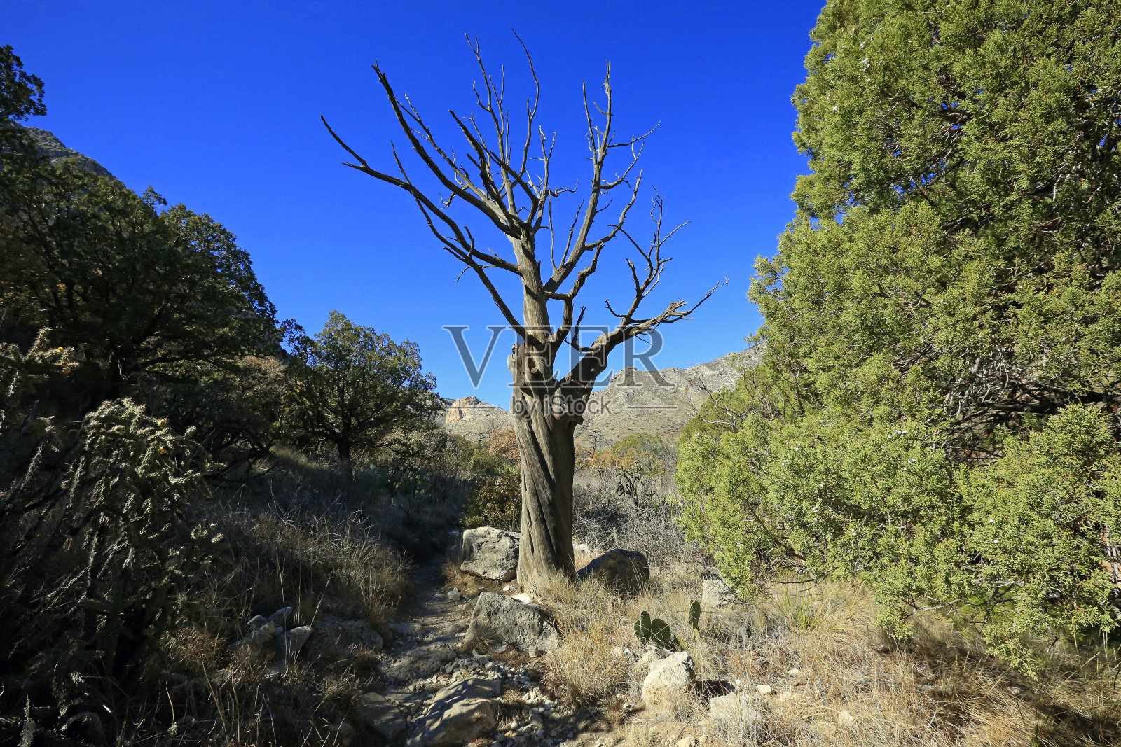 干树照片摄影图片