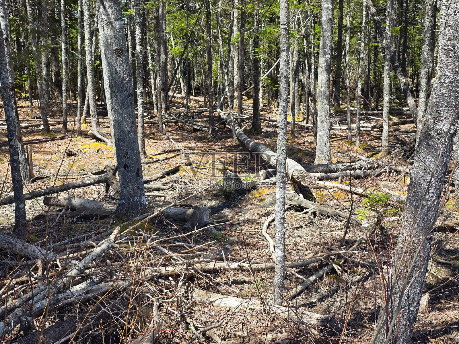 森林里倒下的树枝照片摄影图片