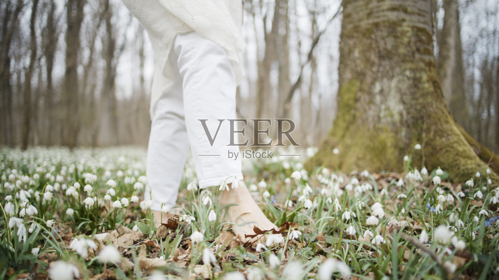 在早春的雪花莲中赤脚漫步的森林照片摄影图片