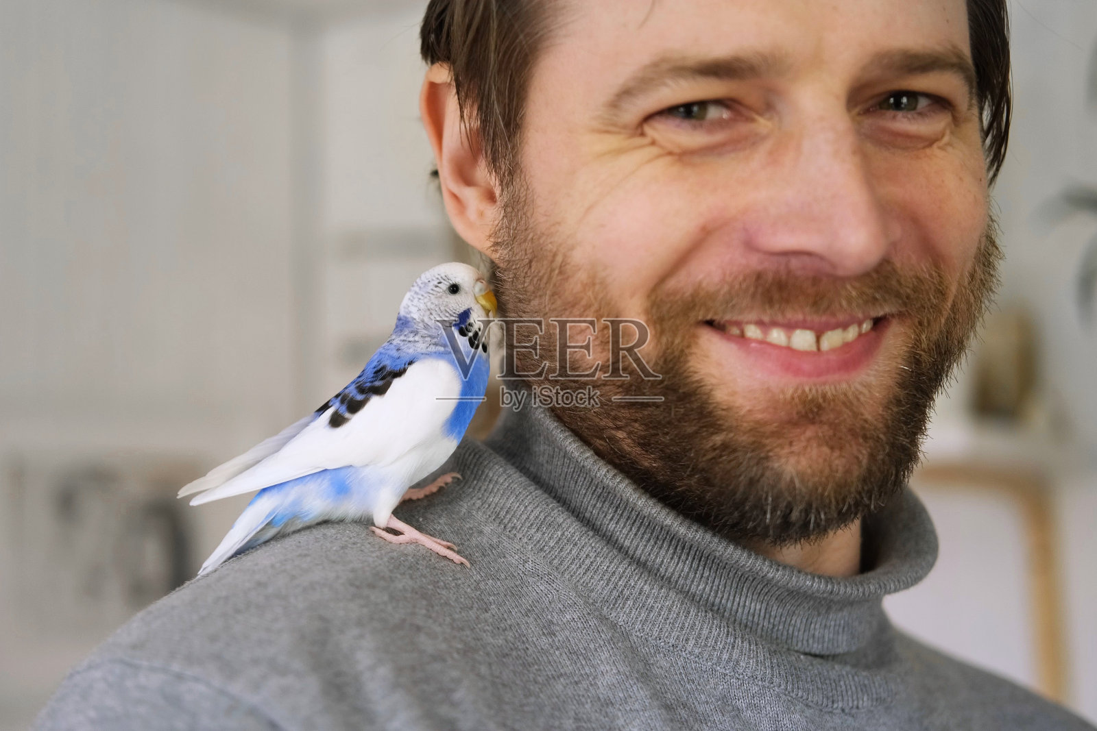 虎皮鹦鹉与男人玩耍,有趣的蓝紫色鹦鹉站在主人头上,宠物与人的友谊照片摄影图片