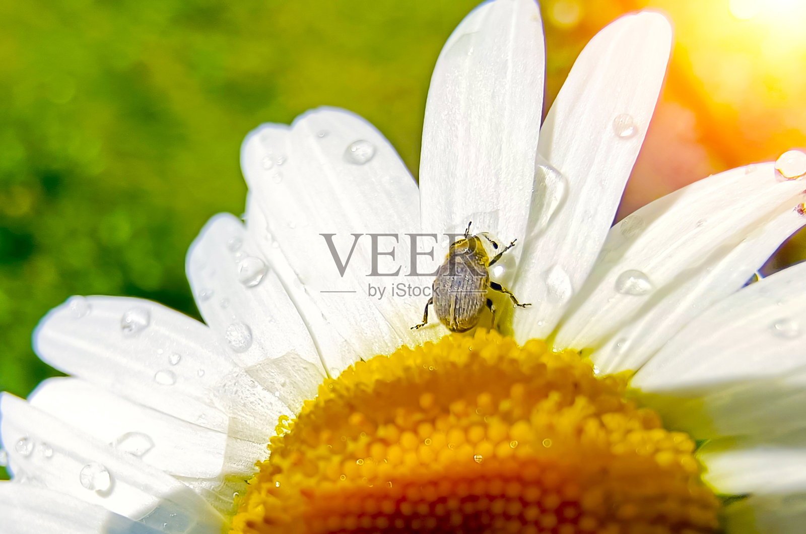 白色洋甘菊花上的尸兰特写。照片摄影图片