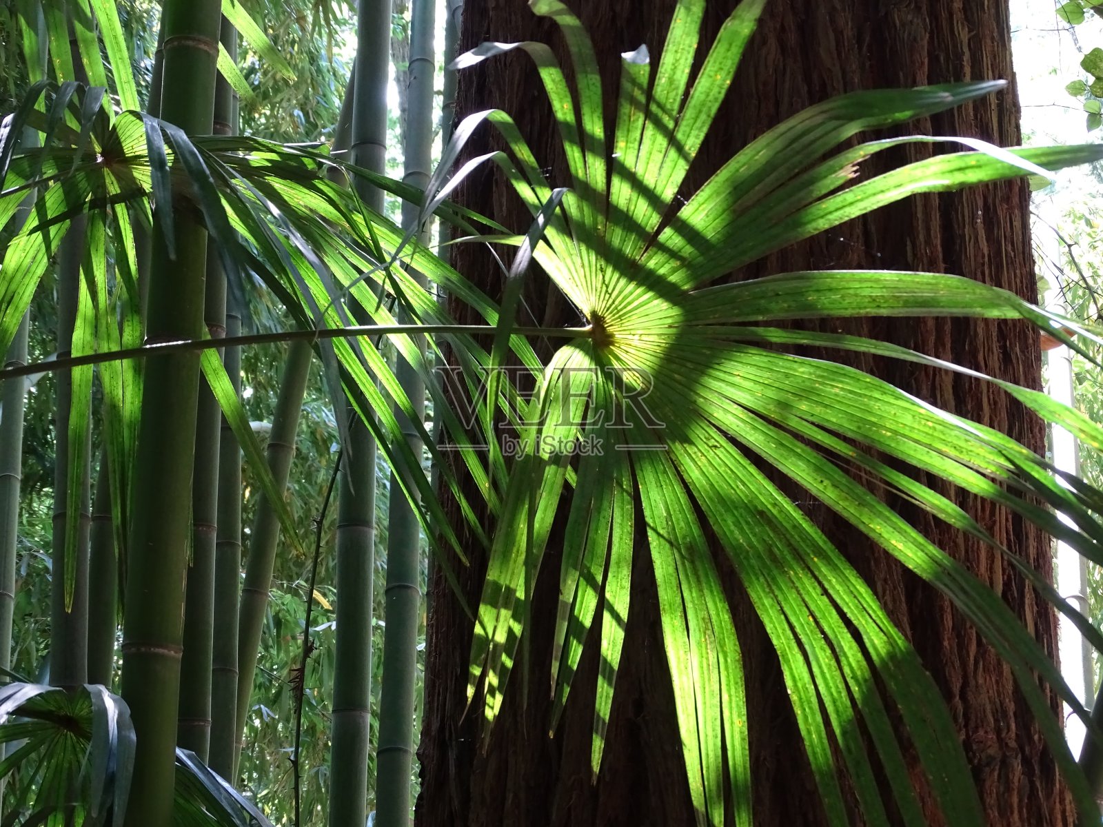 城市公园景观景观照片摄影图片