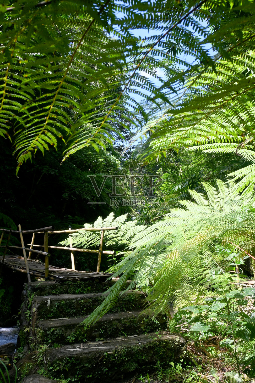 果阿拉贾瀑布,位于巴厘岛邦利摄政,拥有美丽的绿色自然景观照片摄影图片
