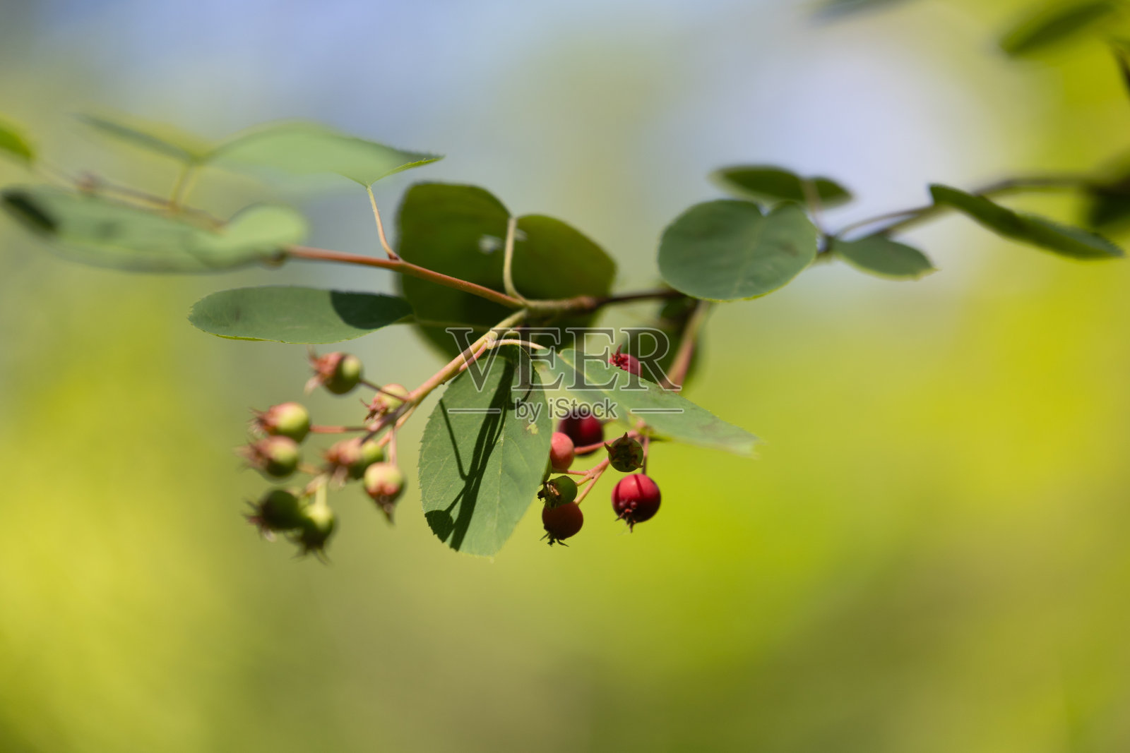 美丽的绿色和粉红色的沙棘果实在阳光明媚的夏季森林。照片摄影图片