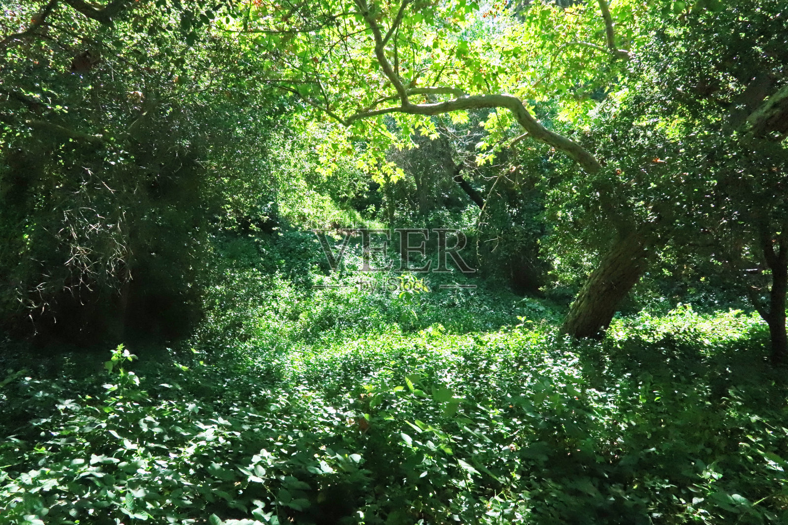 郁郁葱葱的树叶2照片摄影图片