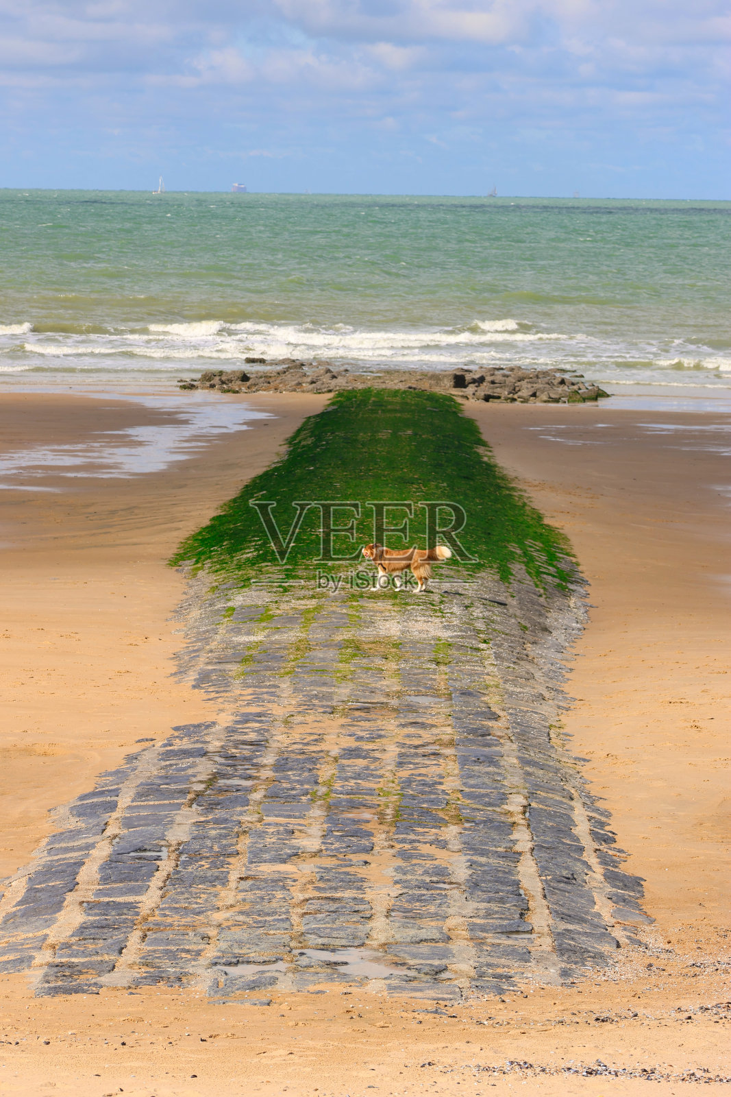 一只狗走在被潮水淹没的石头小路上照片摄影图片