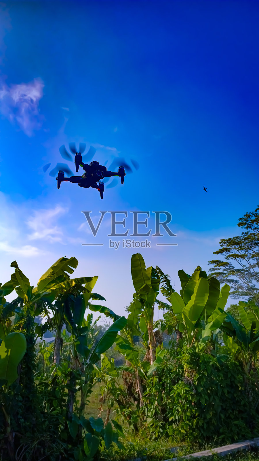 无人机在香蕉树上飞行照片摄影图片