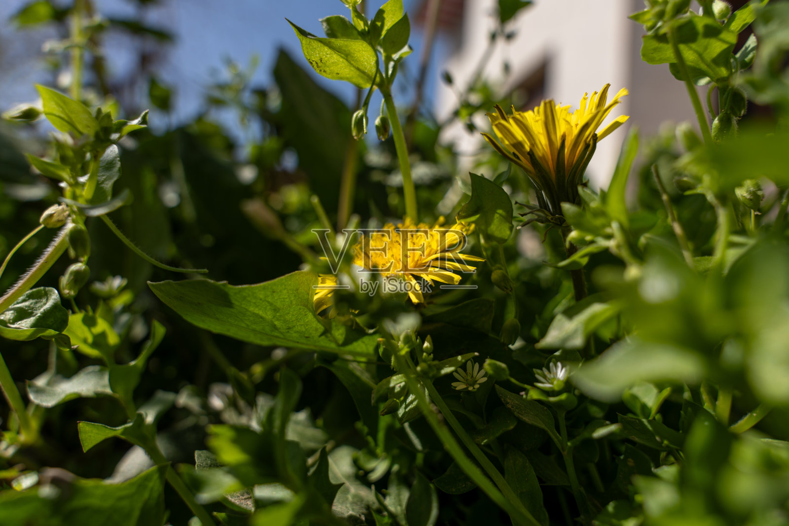 一朵黄花在绿色灌木的前景上照片摄影图片