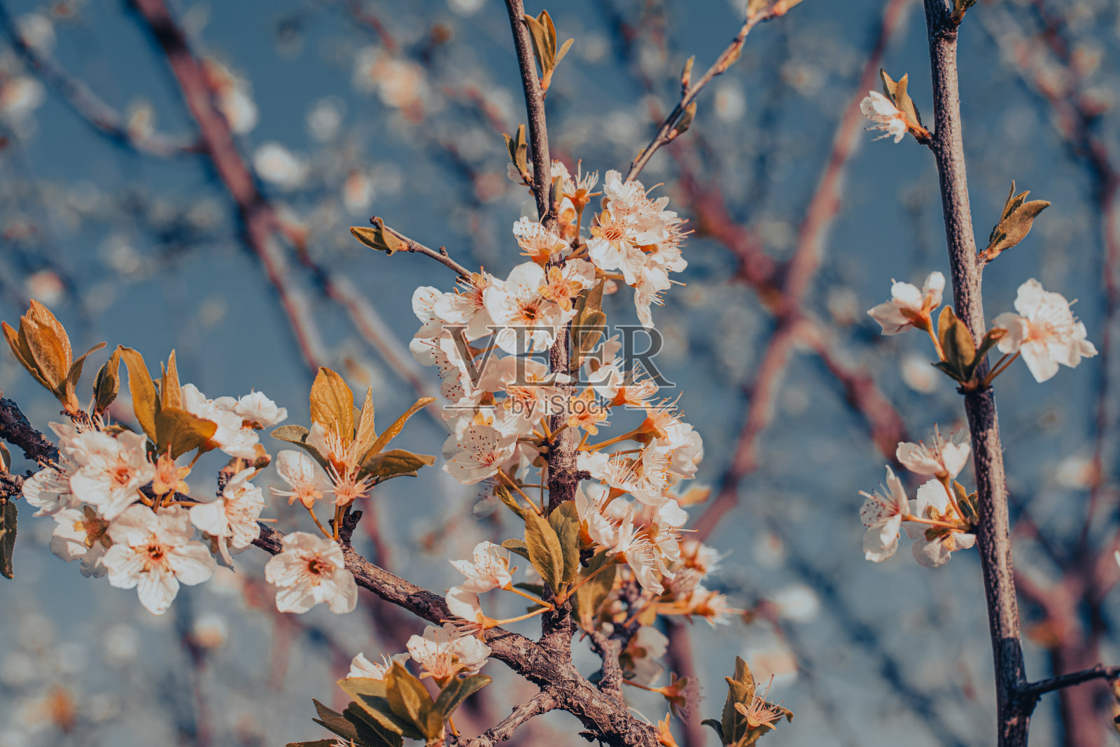 一棵树上有许多花照片摄影图片