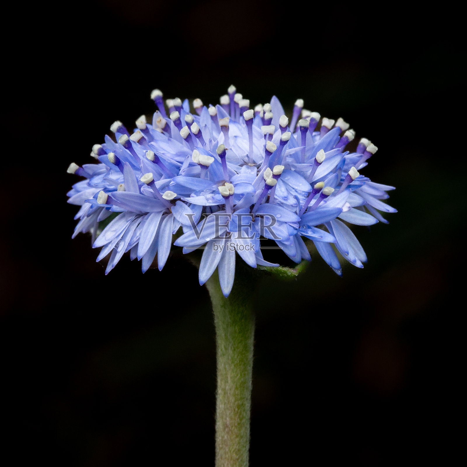 一种澳大利亚本土的野花-澳洲野樱草照片摄影图片