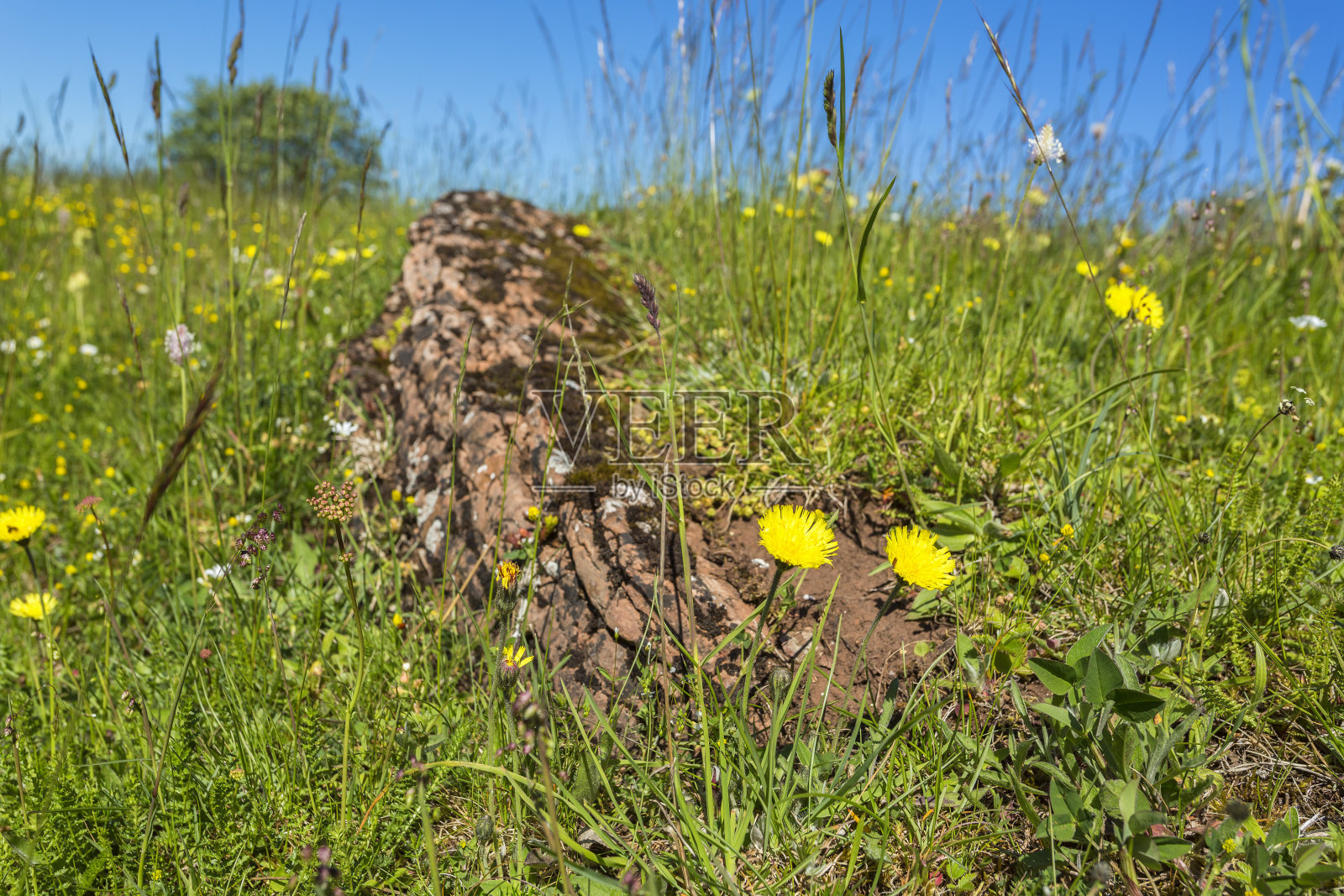 开花的夏日草地上有一块石头照片摄影图片