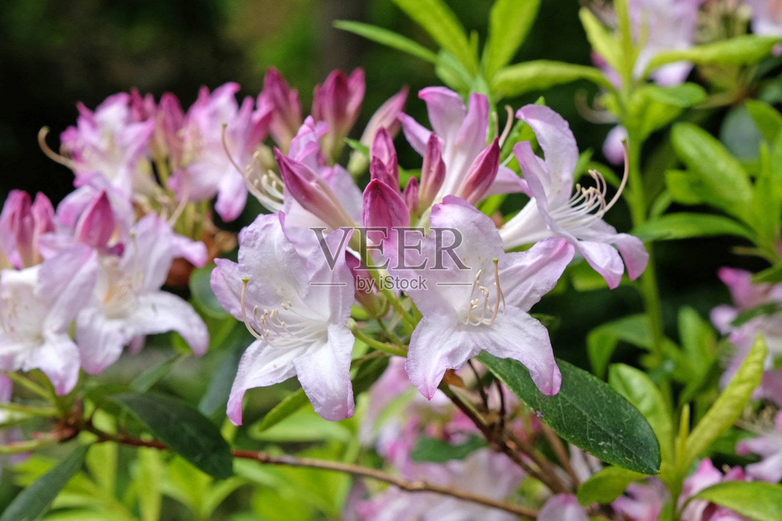 丁香和白色杜鹃花在花中。照片摄影图片